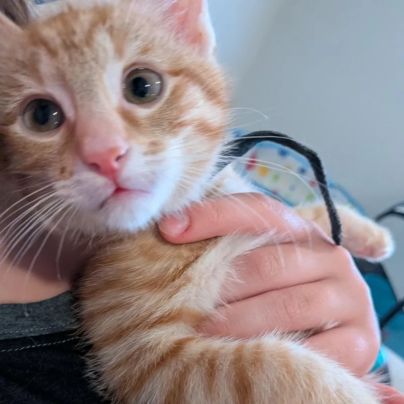 A baby small-sized male Domestic Short Hair cat named Brock for adoption in Cumming, GA