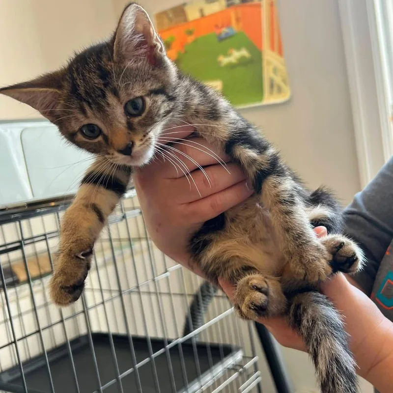 A baby small-sized male Brown / Chocolate Domestic Short Hair cat named Topaz for adoption in Long Island City, NY