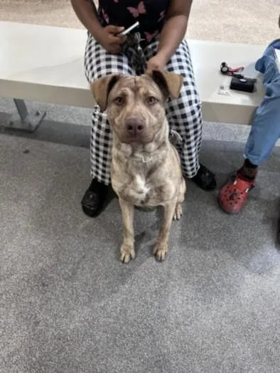A young large-sized male Pit Bull Terrier dog named Drako for adoption in Los Angeles, CA