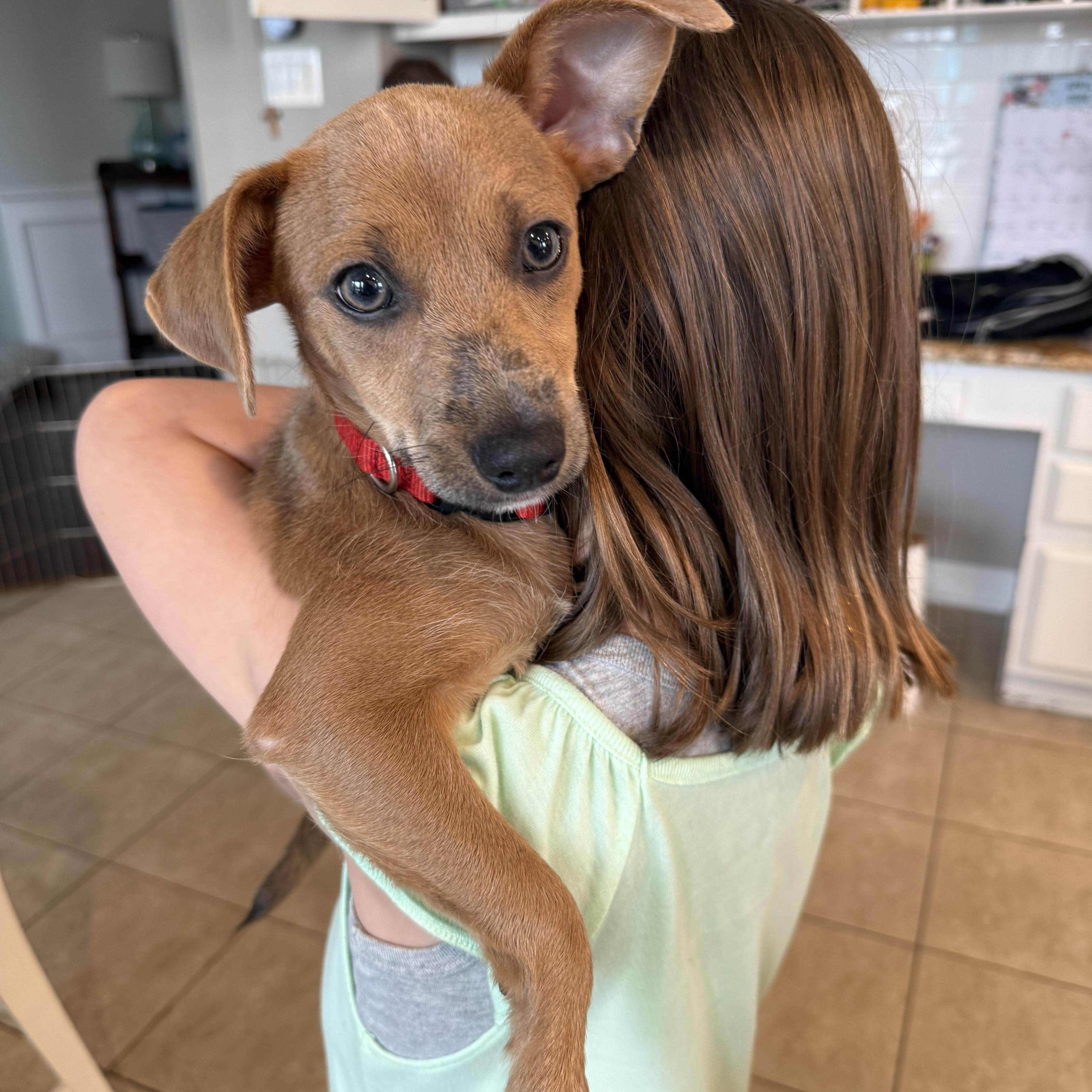 A baby small-sized female Gray / Blue / Silver Terrier dog named Hazel for adoption in Potomac, MD