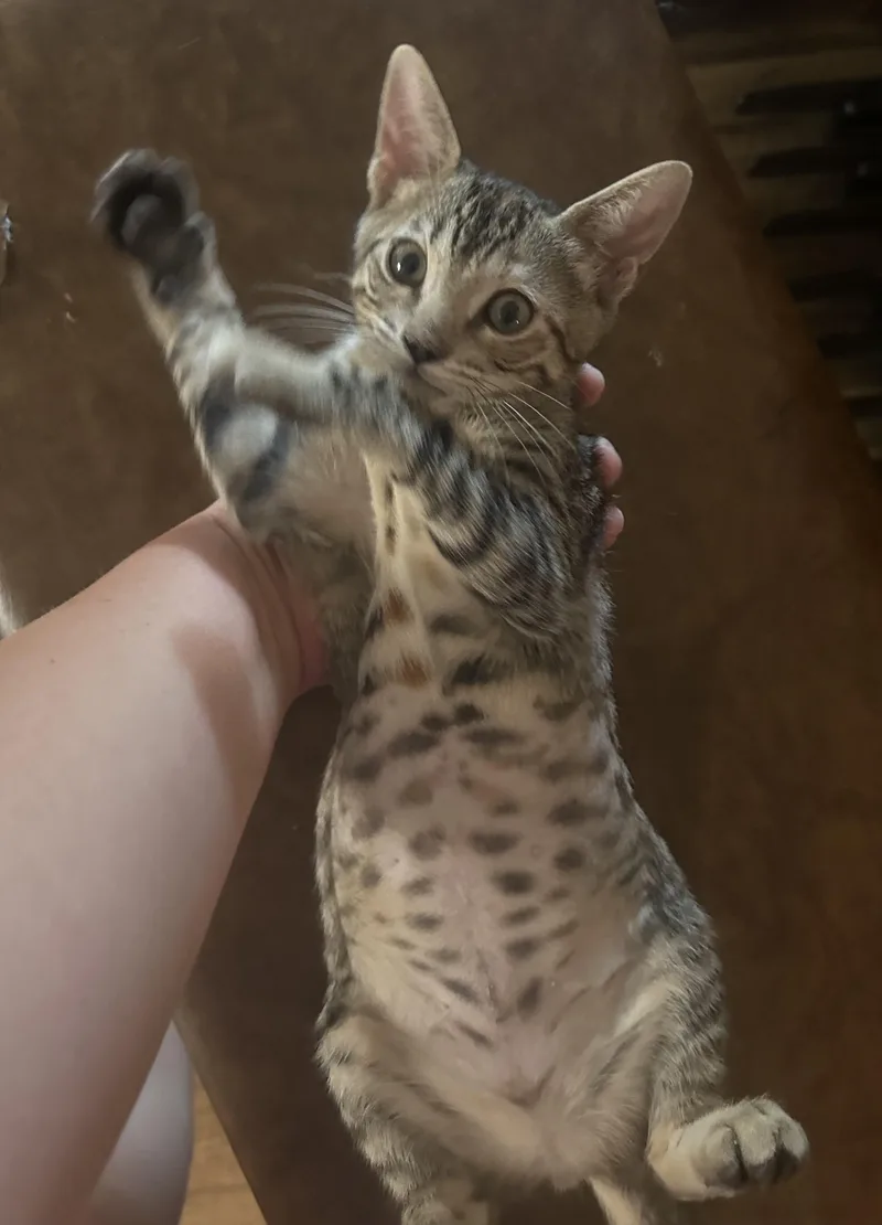 A baby medium-sized female Tabby (Brown / Chocolate) Domestic Short Hair cat named Bunny Indoor Only for adoption in Stockton, CA
