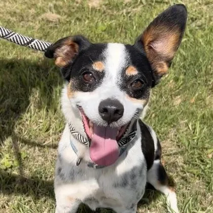 An adult small-sized male Tricolor (Brown, Black, & White) Jack Russell Terrier dog named Chuy for adoption in The Colony, TX