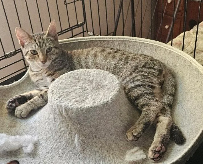A young medium-sized male Domestic Short Hair cat named Pudding Pie for adoption in Morganville, NJ