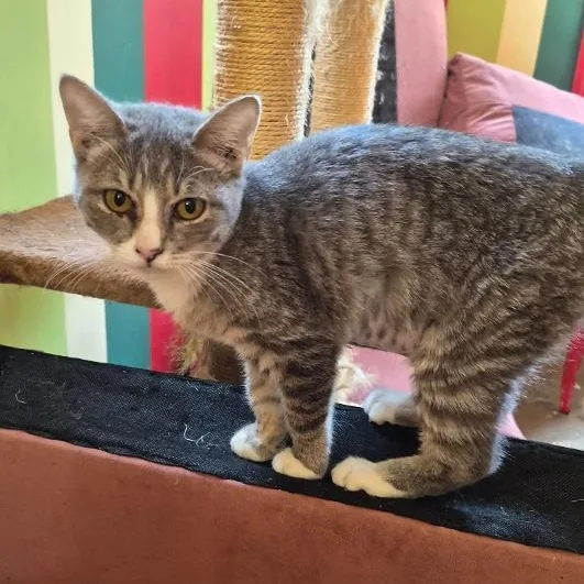 A young medium-sized female Tabby (Gray / Blue / Silver) Domestic Short Hair cat named Burrata for adoption in Stuart, VA