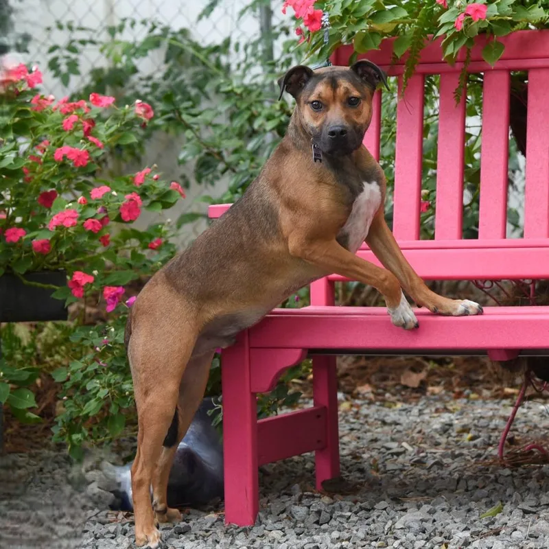 A young small-sized male Brindle Hound dog named Bronson for adoption in Wake Forest, NC