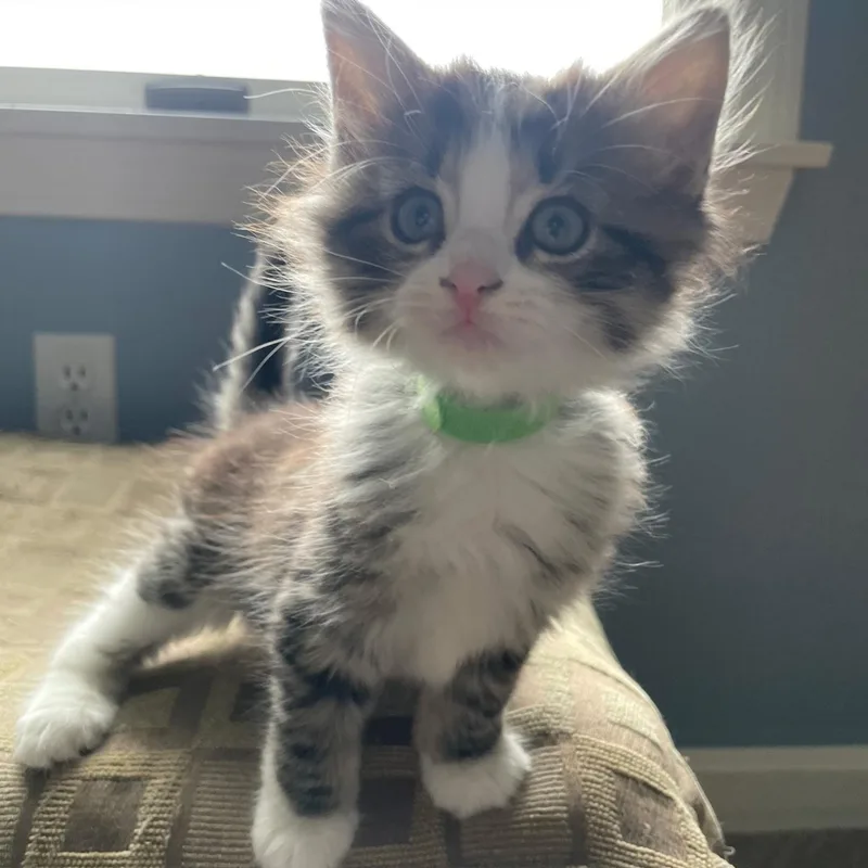 A baby medium-sized male Tabby (Gray / Blue / Silver) American Shorthair cat named Dinkie for adoption in North Kingstown, RI