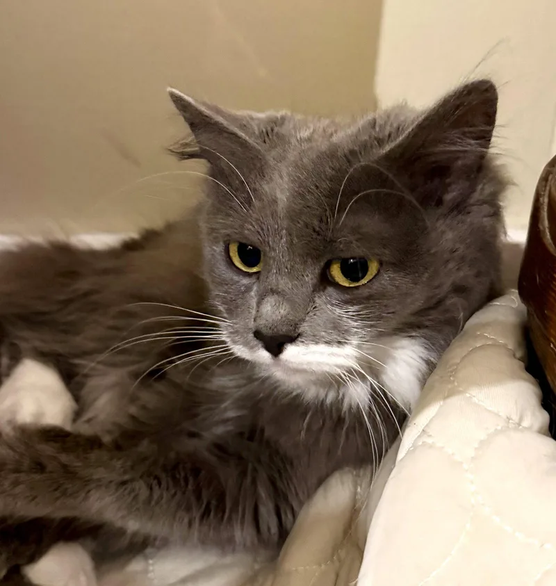 A young medium-sized female Gray & White Domestic Long Hair cat named Periwinkle for adoption in Reston, VA