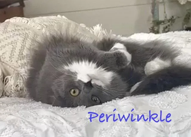 Periwinkle thumbnail 3