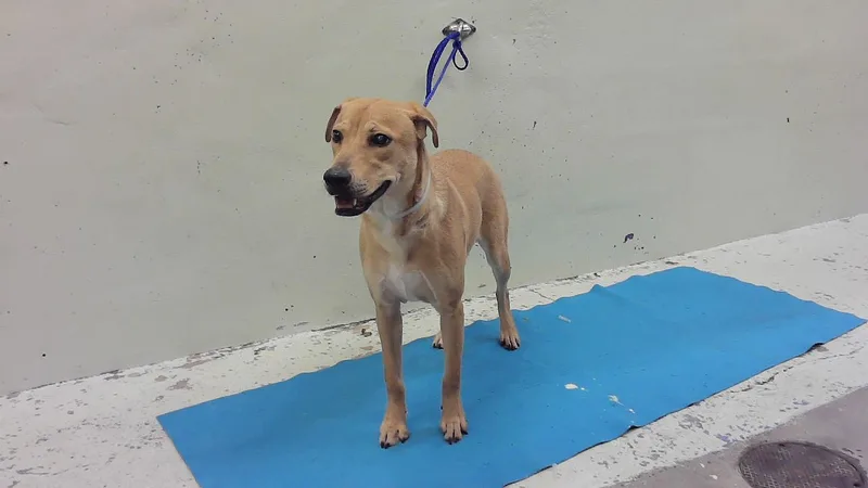 A young medium-sized female Labrador Retriever dog named Sasha for adoption in Houston, TX