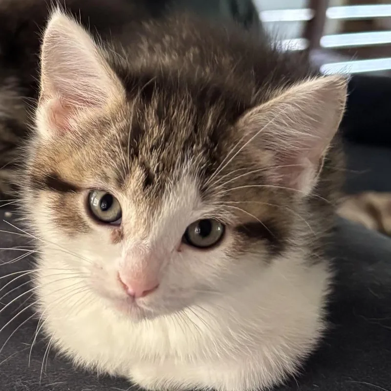 A baby small-sized female Domestic Short Hair cat named Estrella for adoption in Cumming, GA