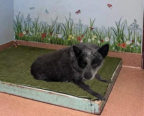 An adult medium-sized female Australian Cattle Dog / Blue Heeler dog named Pooch for adoption in Lancaster, CA