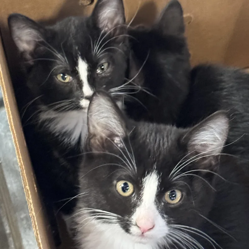 A baby medium-sized male Black & White / Tuxedo Domestic Short Hair cat named Bubbles for adoption in Pocatello, ID