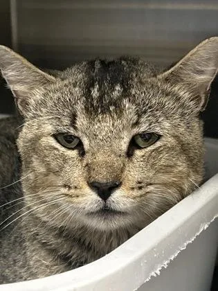 An adult medium-sized male Abyssinian cat named Lionblaze for adoption in Picayune, MS