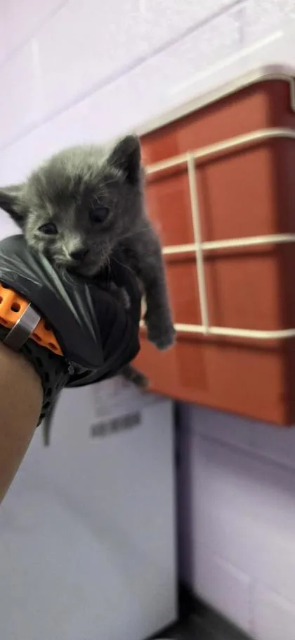 A baby small-sized male Gray / Blue / Silver Domestic Short Hair cat named Umo for adoption in El Paso, TX