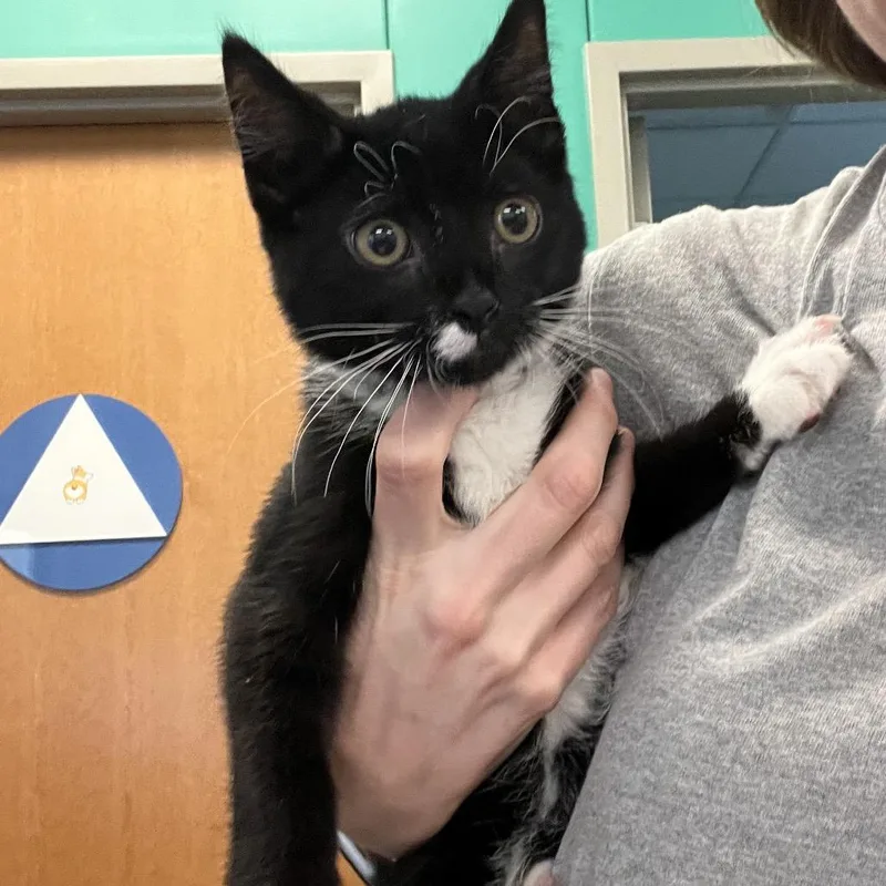 A baby small-sized male Black Domestic Short Hair cat named Milo for adoption in Pittsburgh, PA