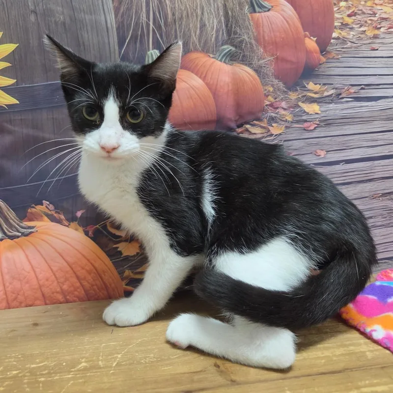 A baby small-sized male Domestic Short Hair cat named Michael for adoption in Normal, IL