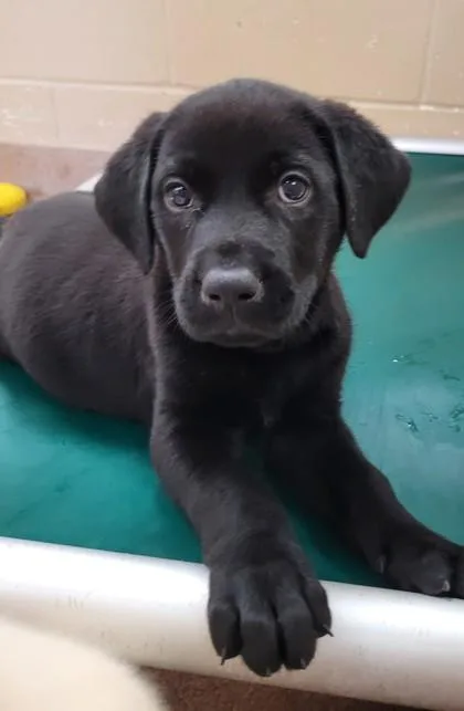 A baby small-sized male Mixed Breed dog named Seuss for adoption in Kalispell, MT
