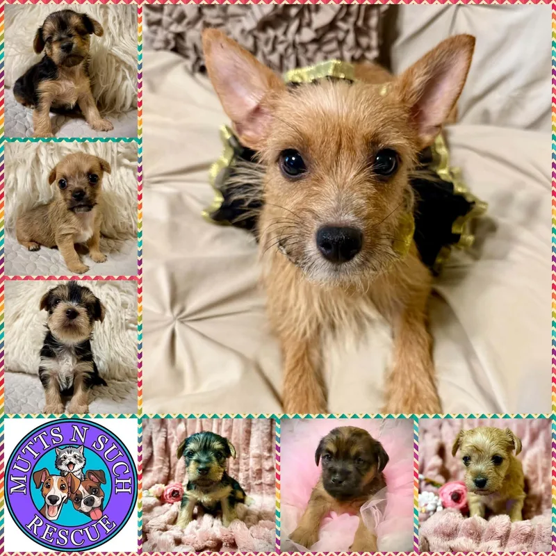 Gracie thumbnail 3
