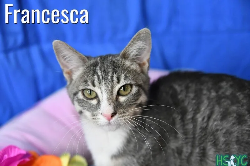 A baby medium-sized female Domestic Short Hair cat named Francesca for adoption in Fort Mill, SC