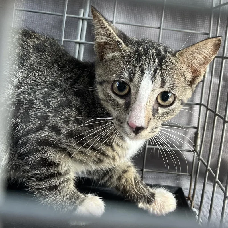A baby small-sized male Brown / Chocolate Domestic Short Hair cat named Pep for adoption in Lake Jackson, TX