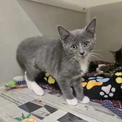 A baby medium-sized female Gray & White Domestic Short Hair cat named Burberry for adoption in Phoenixville, PA