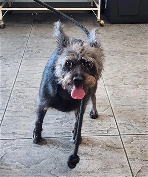 An adult small-sized female Terrier dog named Ruby for adoption in Los Angeles, CA