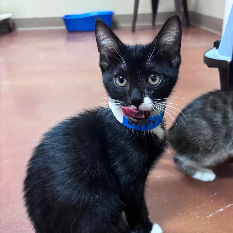 A baby small-sized female Black Domestic Short Hair cat named Zippy Dippy Do Da for adoption in Santa Barbara, CA