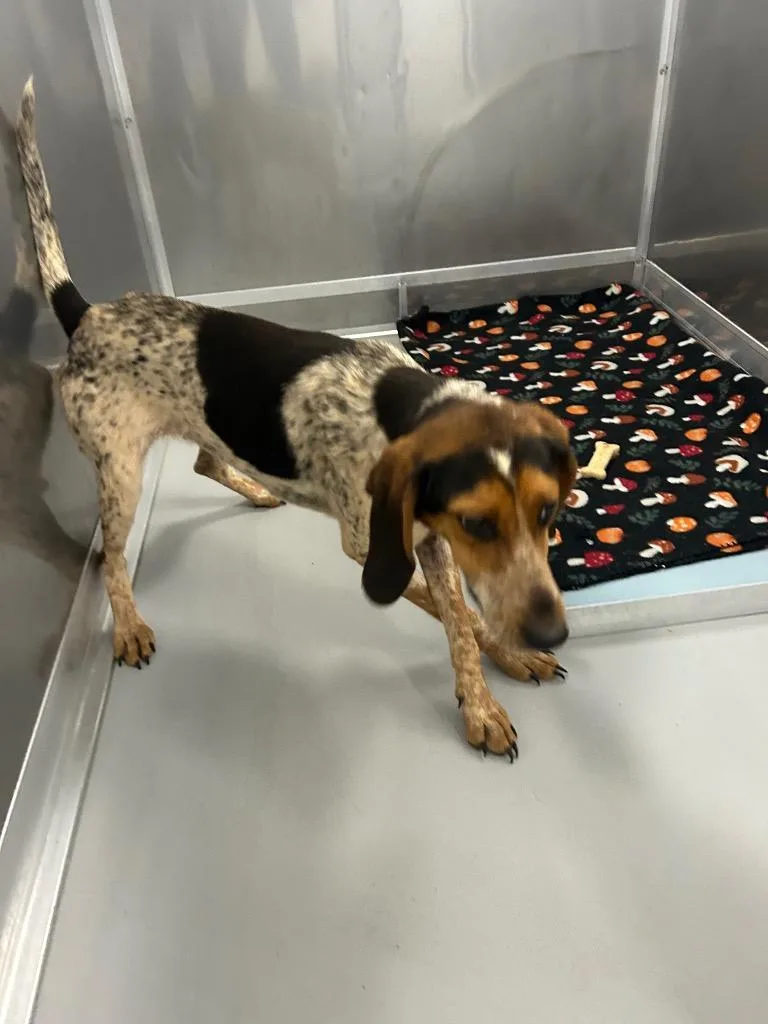 A baby medium-sized female Hound dog named Kiarra for adoption in Oxford, NC
