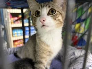 A baby medium-sized female Torbie cat named Marcie for adoption in Midland, MI