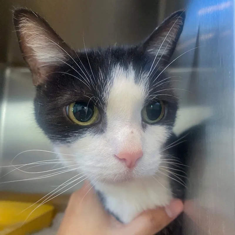 An adult medium-sized female Black Domestic Short Hair cat named Tig for adoption in Chapel Hill, NC