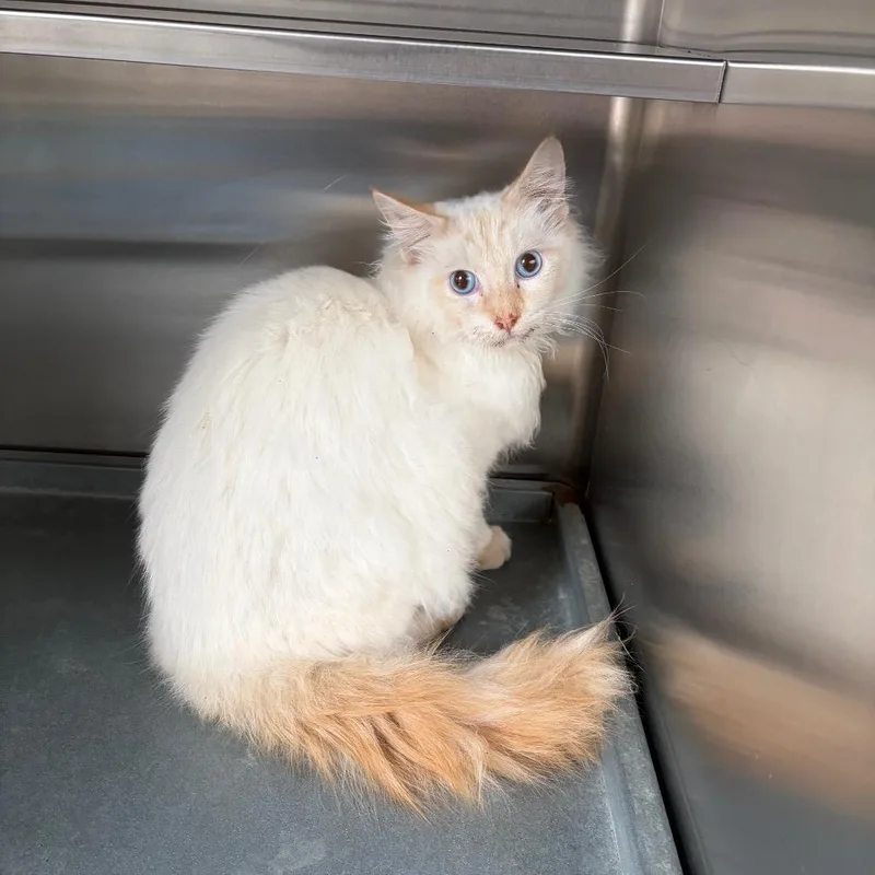 A young medium-sized male White Domestic Medium Hair cat named Chewbacca for adoption in Edinburg, TX