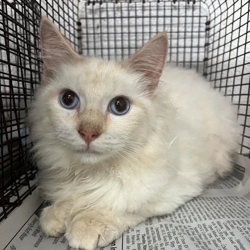 Chewbacca thumbnail 2