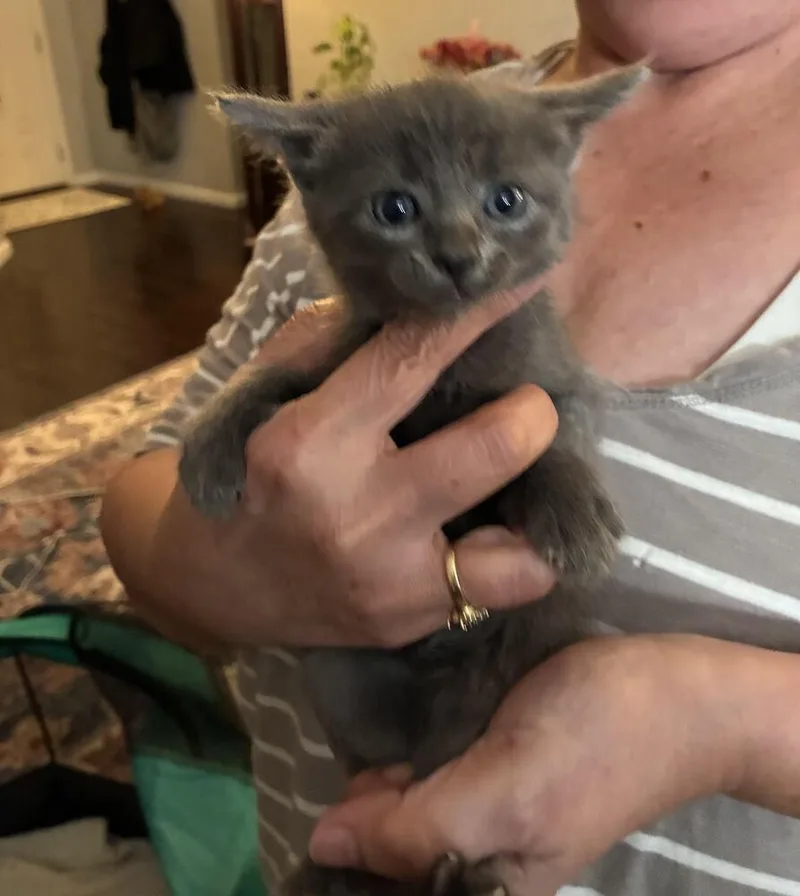 A baby small-sized female Gray / Blue / Silver Domestic Short Hair cat named Comet for adoption in Lancaster, CA