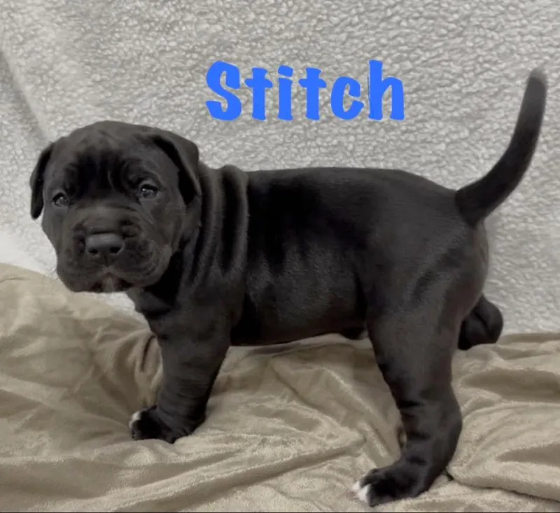 A baby large-sized male Black Staffordshire Bull Terrier dog named Stitch for adoption in Aurora, NE
