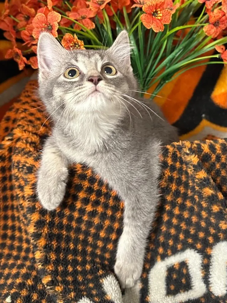 A baby small-sized female Domestic Short Hair cat named Maggiore for adoption in Stillwater, OK