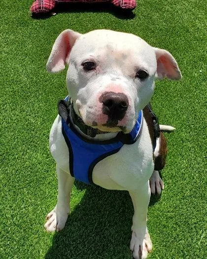 An adult large-sized male Mixed Breed dog named Maddox for adoption in Munster, IN