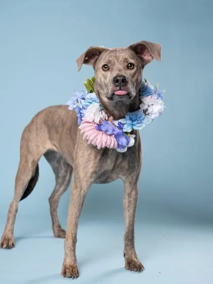 An adult medium-sized female Pit Bull Terrier dog named Pear for adoption in Atlanta, GA