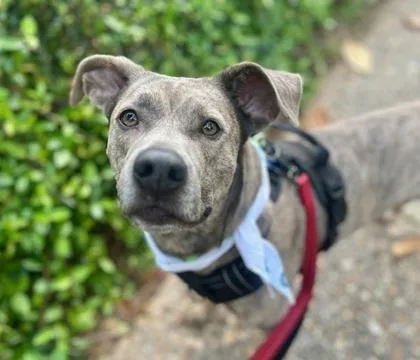 Pear thumbnail 2