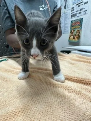 A baby medium-sized male Domestic Short Hair cat named Instinct for adoption in Sacramento, CA