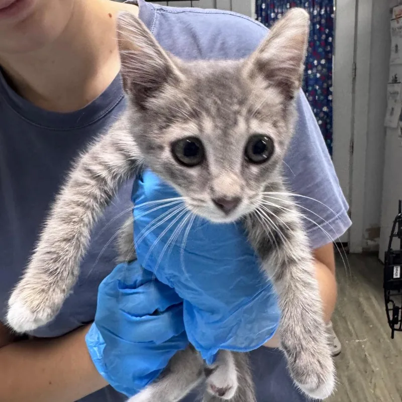 A baby small-sized male Gray / Blue / Silver Domestic Short Hair cat named Raccoon @ Petco on for adoption in Summerville, SC