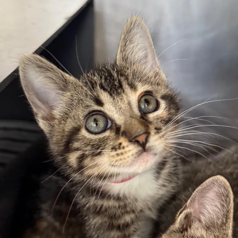 A baby small-sized female Brown / Chocolate Domestic Short Hair cat named Bebe for adoption in Chicago, IL