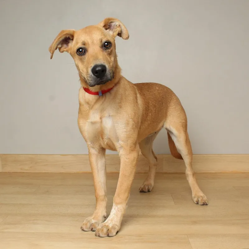 Licorice D thumbnail 2