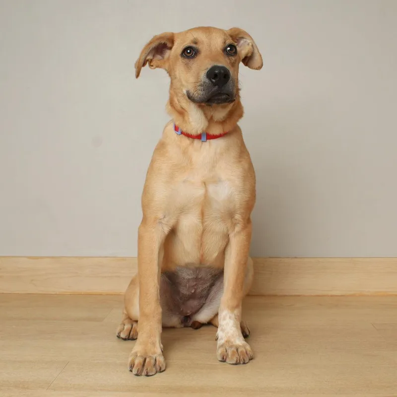 Licorice D thumbnail 3