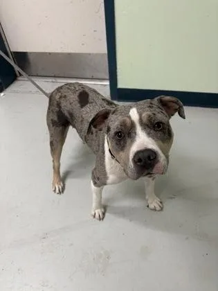 An adult medium-sized female Mixed Breed dog named Nala for adoption in Savannah, GA