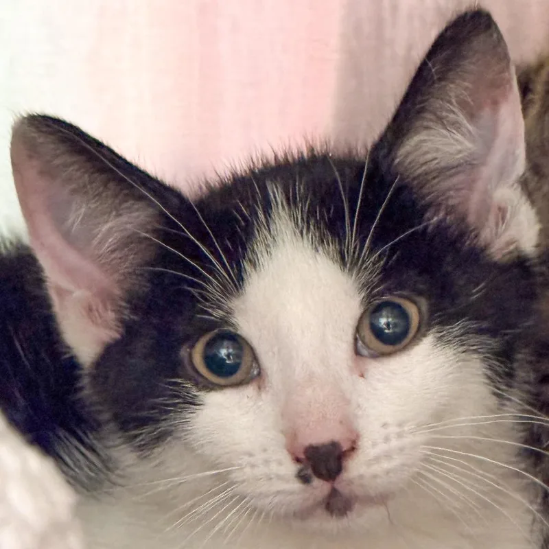 A baby small-sized male Black Domestic Short Hair cat named Mallomar for adoption in Kennebunk, ME