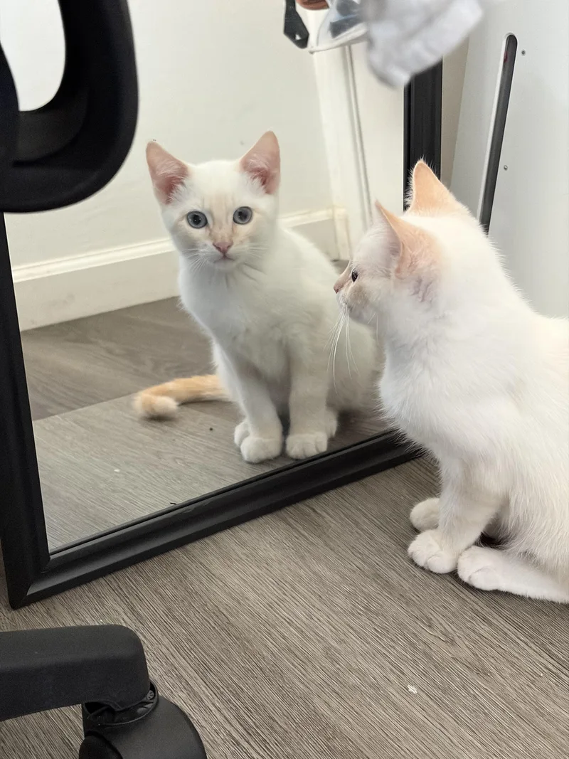 A baby medium-sized male Flame Point Domestic Short Hair cat named Vanilla Bean for adoption in Davis, CA