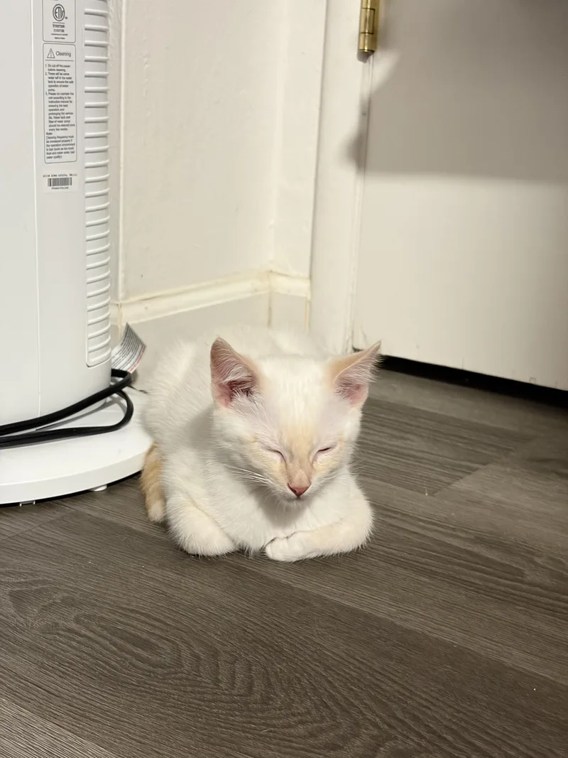 Vanilla Bean thumbnail 5