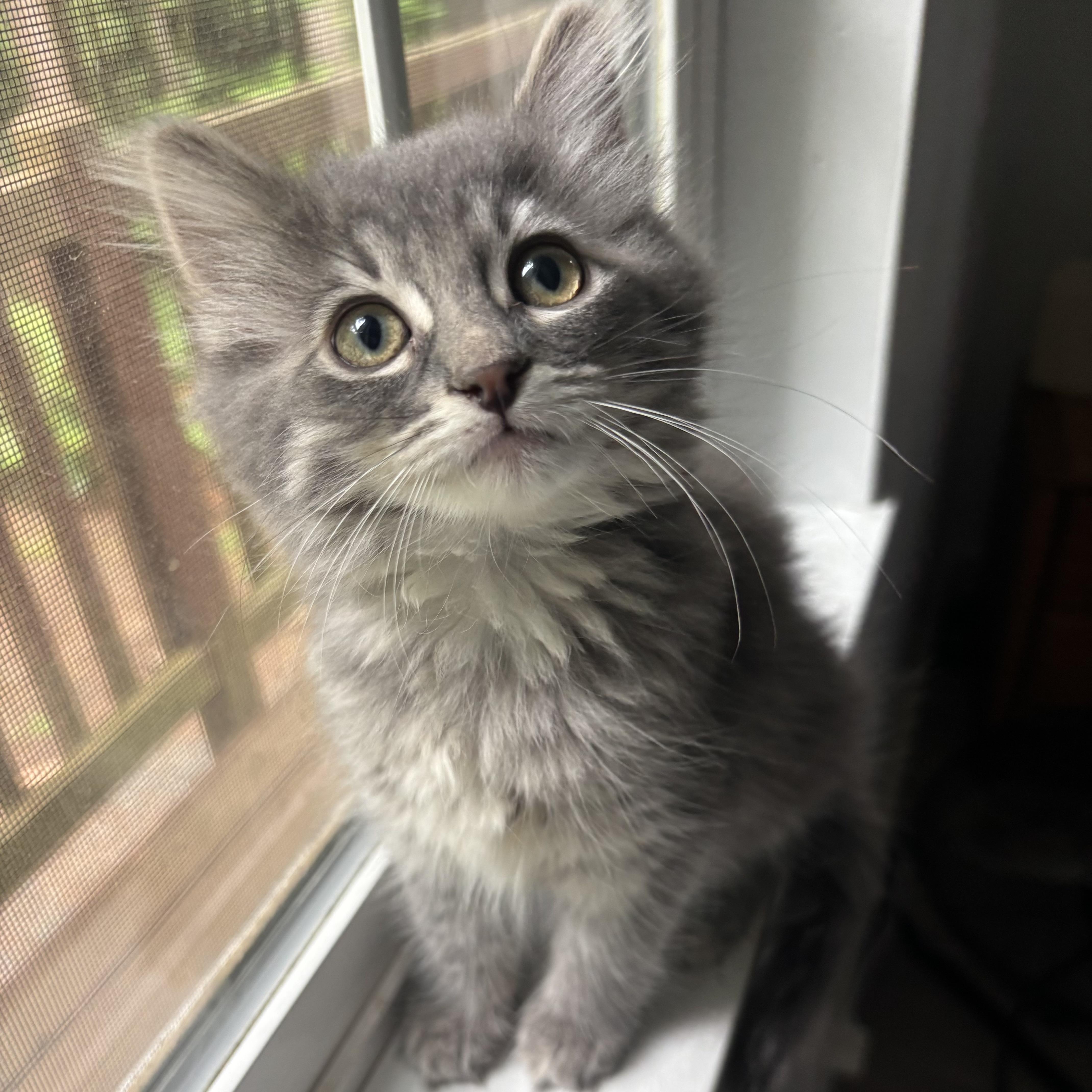 Roary