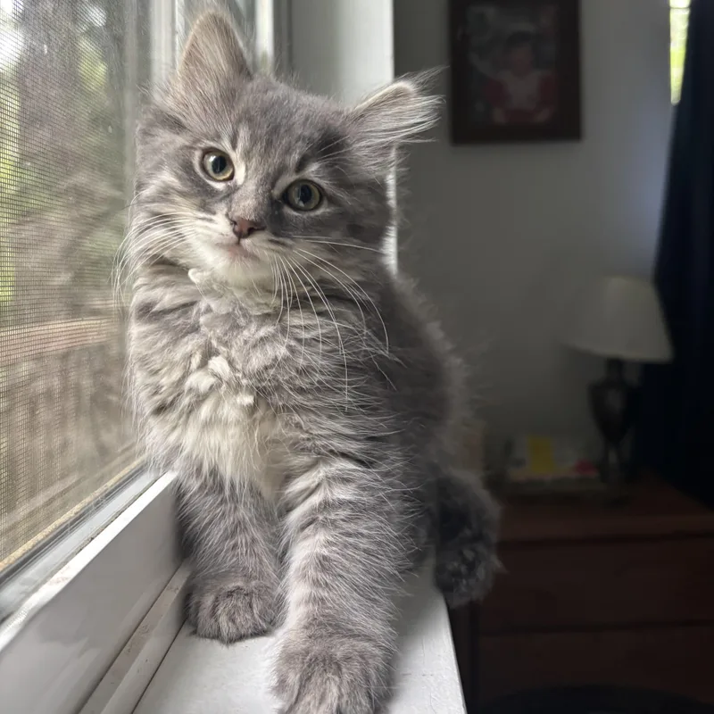 Roary thumbnail 2