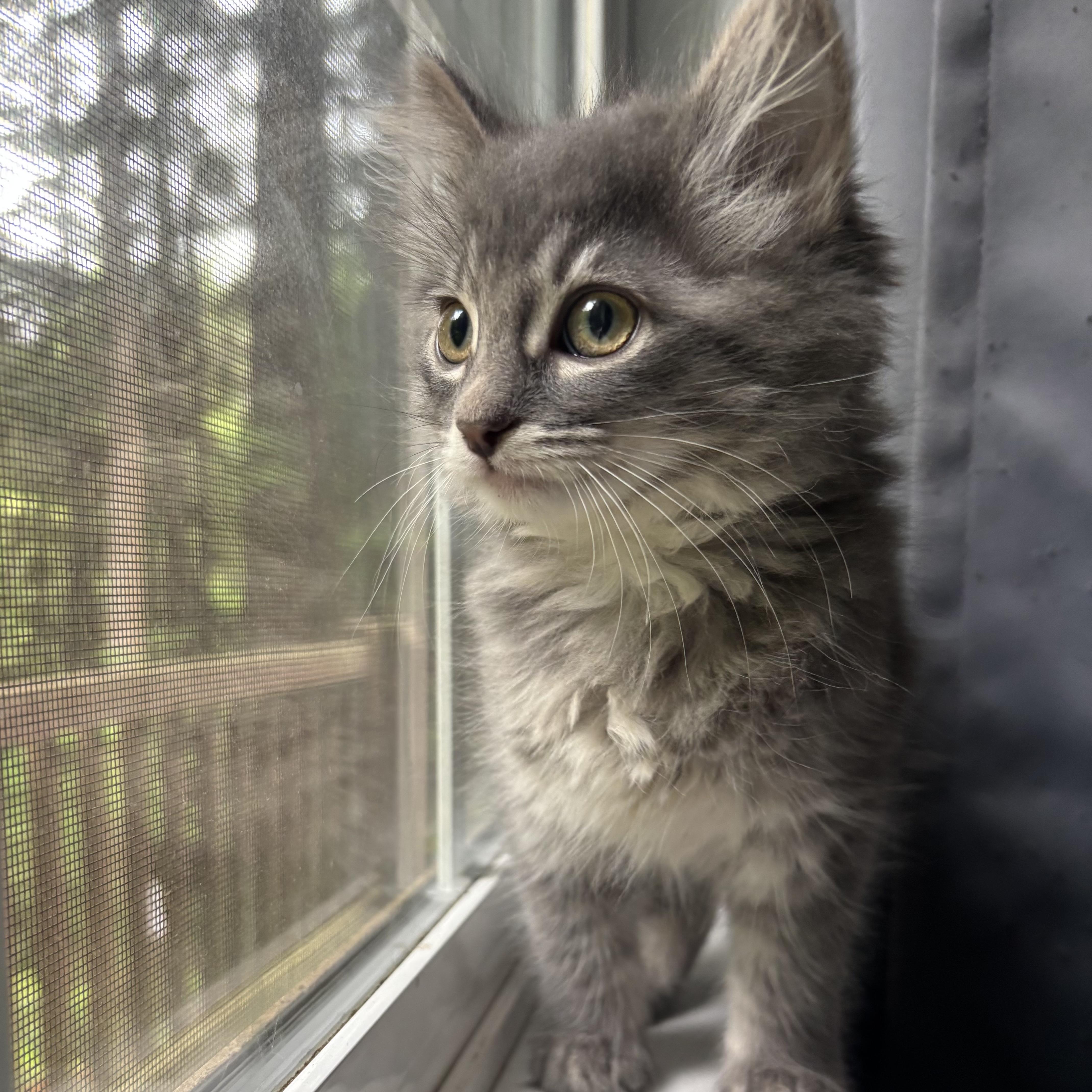 Roary thumbnail 3